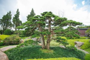 cac-dang-va-the-bonsai-co-ban