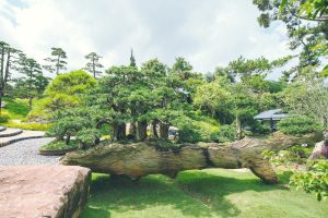 Nghe-thuat-bonsai-o-Viet-Nam
