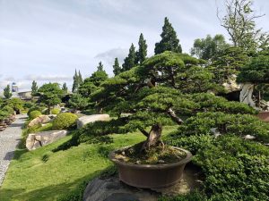 Kuromatsu-thong-den-Nhat-Ban