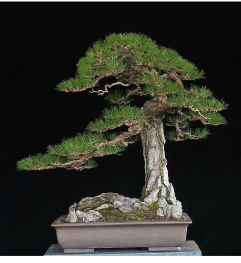 Nghe-thuat-Bonsai-dang-van-nhan