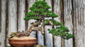 cay-tung-la-han-Pinus parviflora