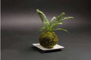 Nghe-thuat-Bonsai-Kokedama