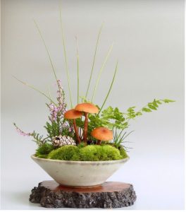 Nghe-thuat-Bonsai-Kusamono-Thao-vat