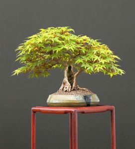 cac-kieu-bonsai-dang-canh-choi-Sharimiki