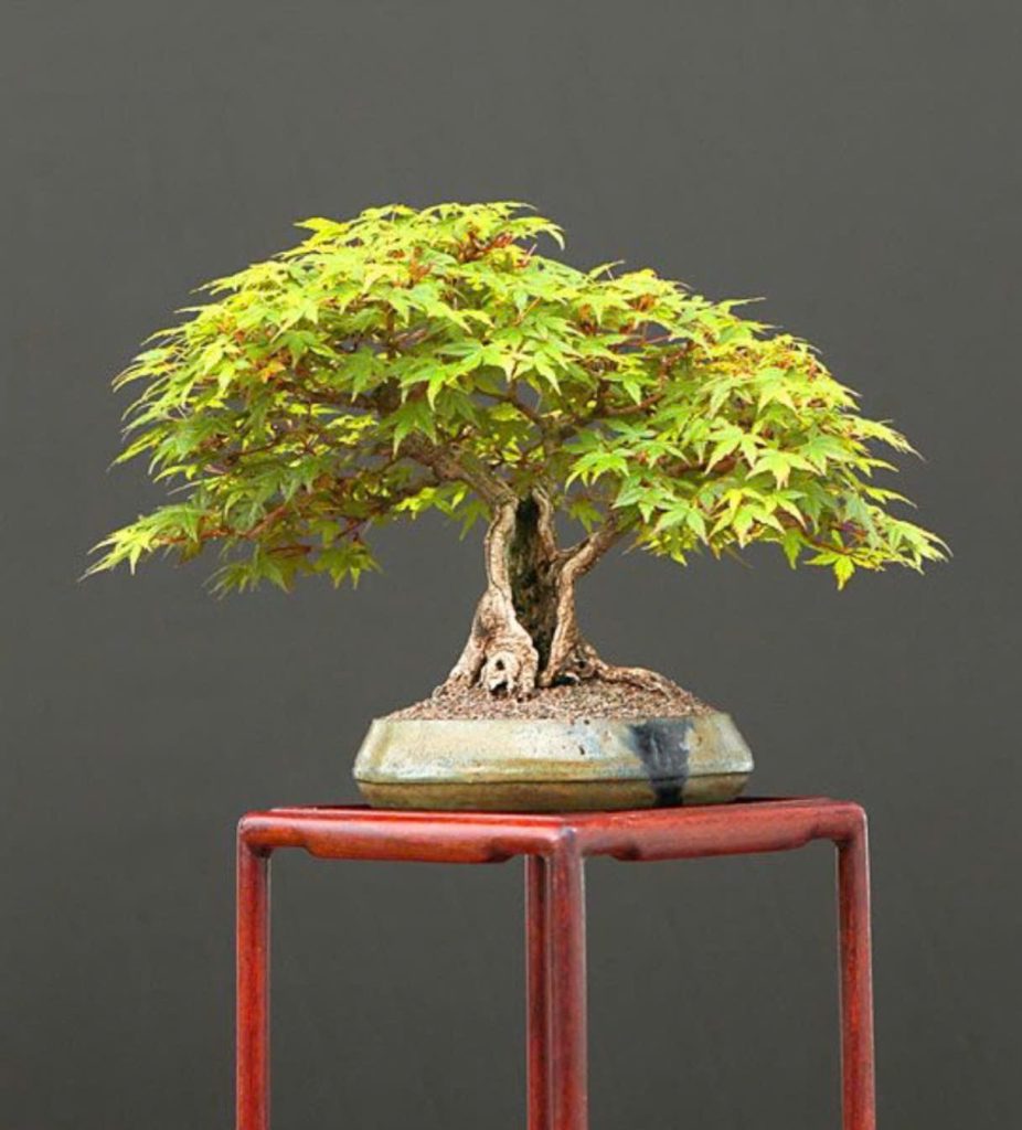 cac-kieu-bonsai-dang-canh-choi-Sharimiki