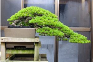 dac-diem-dang-bonsai-Kengai