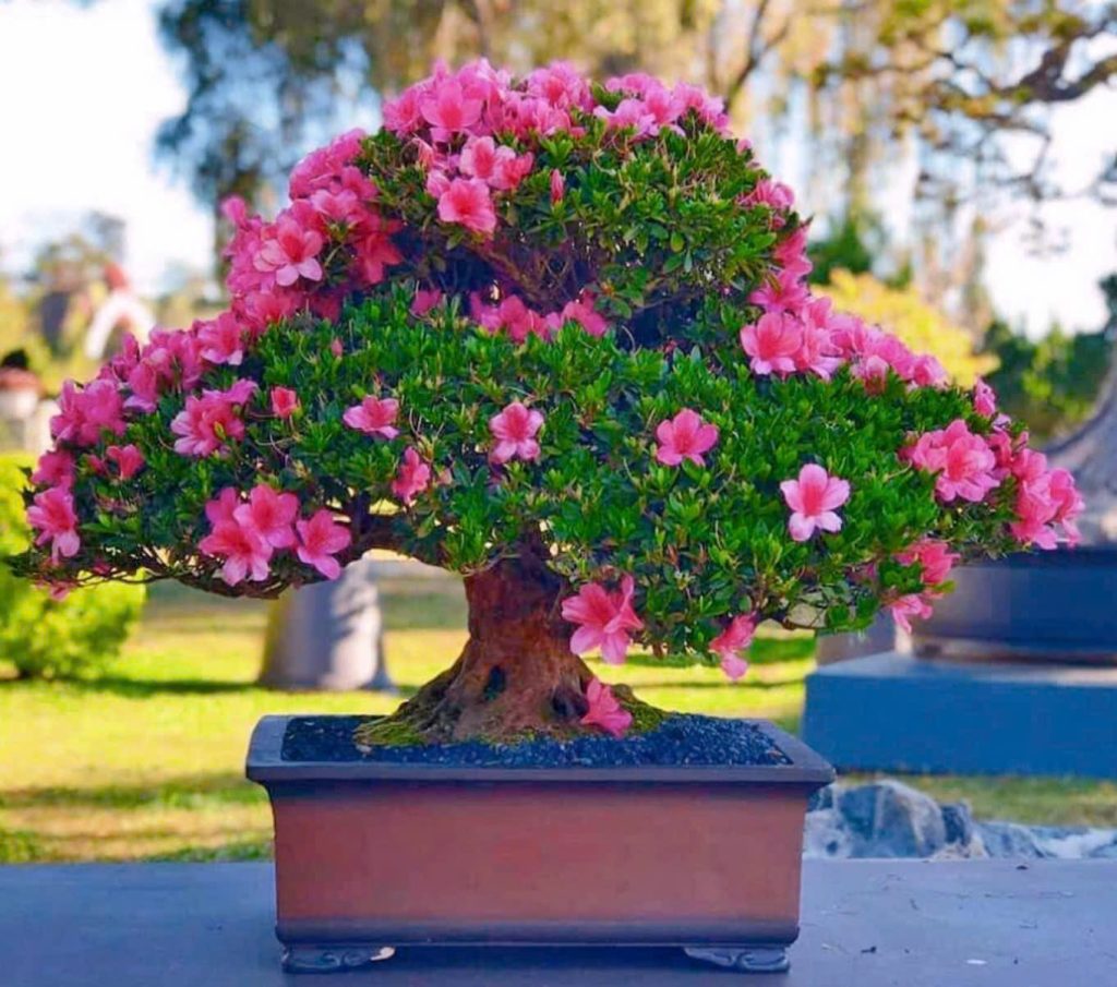 do-quyen-Satsuki-bonsai