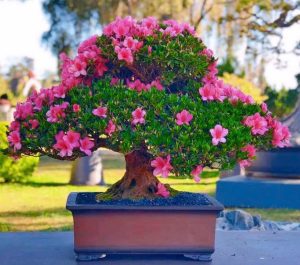 do-quyen-Satsuki-bonsai
