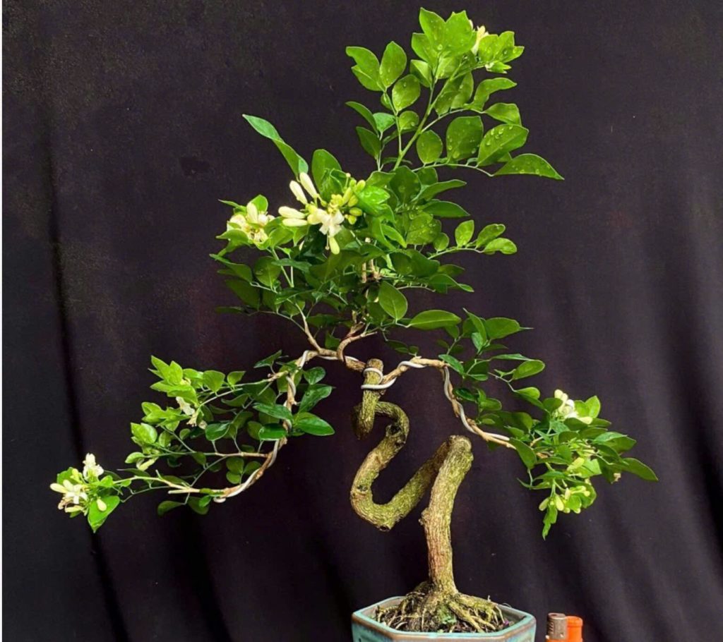 cay-nguyet-que-bonsai