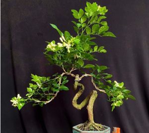 cay-nguyet-que-bonsai