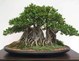 Nghe-thuat-Bonsai-Nebari