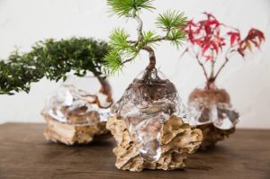 Nghe-thuat-Bonsai-thuy-sinh