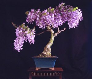 loai-hoacanh-dep-cho-san-vuon-Nhat