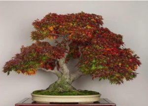 cay-phong-la-do-bonsai