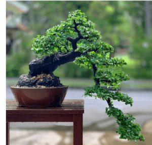 cach-tao-dang-huyen-cho-cay-bonsai
