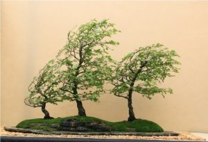 bonsai-the-bat-phong-Fukinagashi