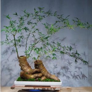 ve-dep-cua-Bonsai-tre