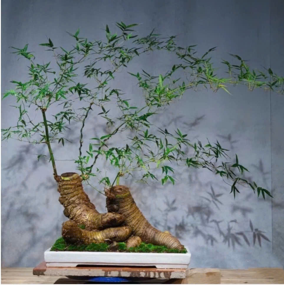 ve-dep-cua-Bonsai-tre