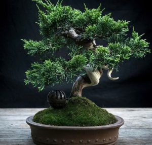 su-dung-reu-trong-bonsai