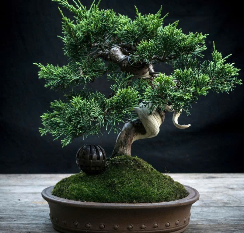 su-dung-reu-trong-bonsai