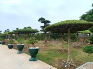 cay-Sanh-long-dang-bonsai