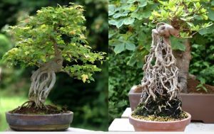 bonsai-dang-re-noi