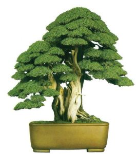 Bosai-Nhat-ban-cai-noi-của-the-gioi