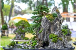 Shuihan-bonsai-nghe-thuat-thuy-han