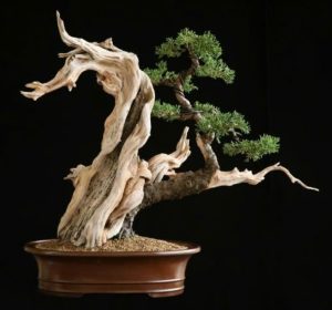 ky-thuat-lao-hoa-cay-bonsai