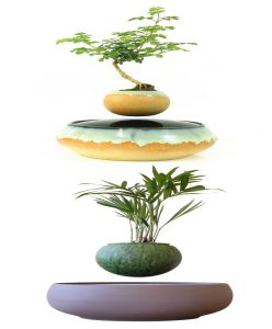 Bonsai-bay