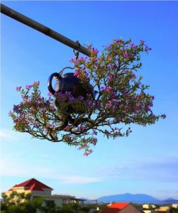 cach-trong-bonsai-nguoc