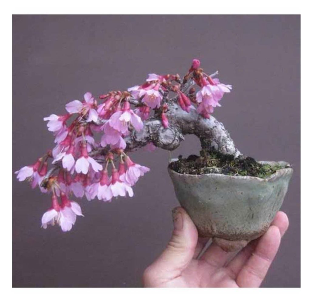 nhung-cay-canh-phu-hop-lam-bonsai-mini