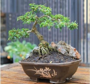 quy-tac-trong-nghe-thuat-bonsai