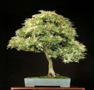 cay-phong-bonsai-hinh-canh-buom