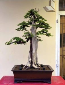 cach-chon-chau-bonsai-phu-hop-voi-cay-canh