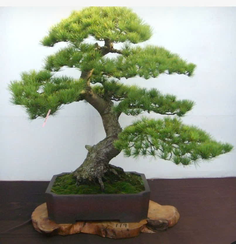 nhung-bi-mat-thu-vi-ve-nghe-thuat-bonsai-Nhat-Bản
