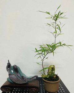 6-kinh-nghiem-can-nho-khi-moi-tap-choi-cay-tre-bonsai