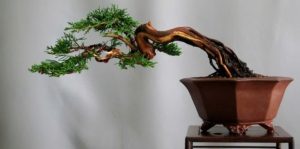 ky-thuat-tao-bonsai-dang-hoanh