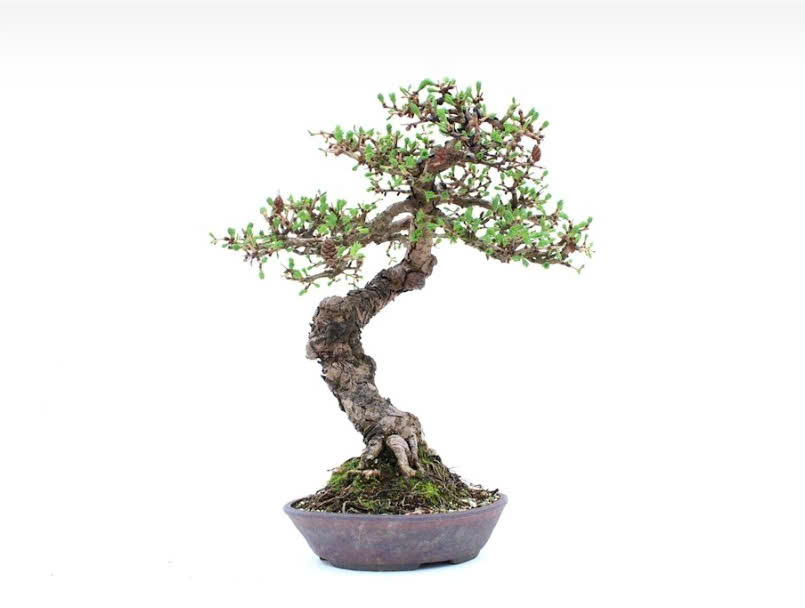 The-nao-la-mot-than-cay-bonsai-dep
