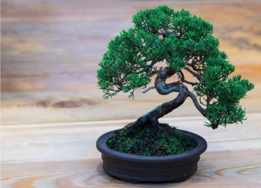 bonsai-Nhat-Ban-su-ket-hop-cua-thoi-gian-va-cong-suc