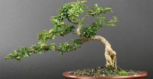 ky-thuat-uon-canh-roi-trong-nghe-thuạt-bonsai
