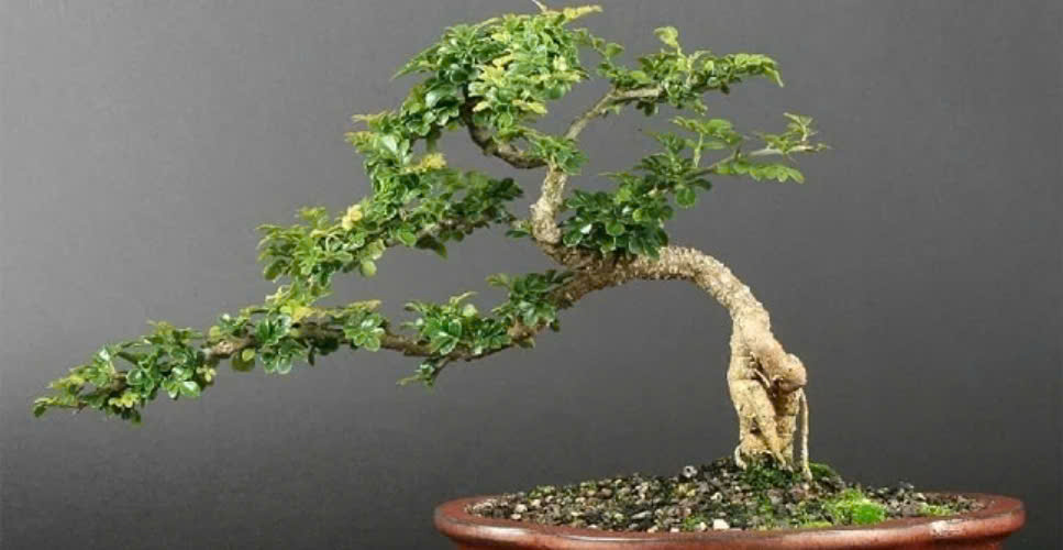 ky-thuat-uon-canh-roi-trong-nghe-thuạt-bonsai