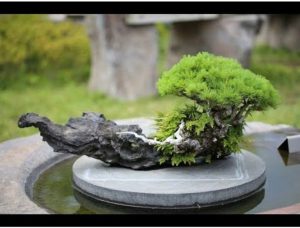 dac-diem-cua-dang-ishizuke-trong-nghe-thuat-bonsai-nhat-ban