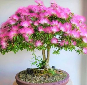 kieu-hung-calliandra-chum-hoa-noi-bat-voi-ve-dep-quyen-ru