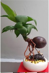 cay-dua-bonsai-co-hinh-dang-la-mat