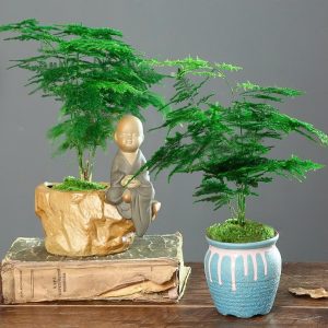 7-cay-can-re-tien-co-the-nhat-ngoai-duong-cho-vao-chau-xin-la-co-tieu-bonsai-dep-gia-tri