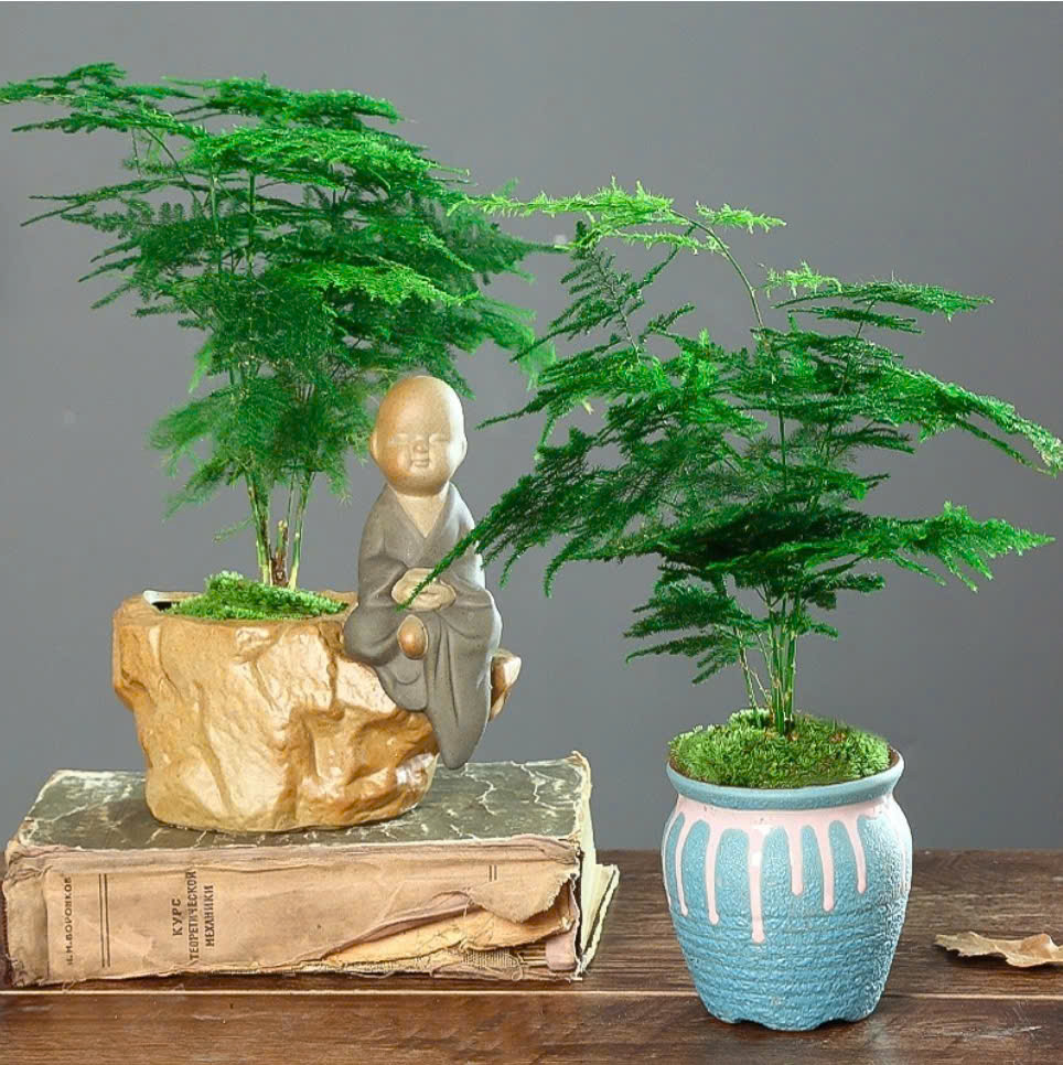 7-cay-can-re-tien-co-the-nhat-ngoai-duong-cho-vao-chau-xin-la-co-tieu-bonsai-dep-gia-tri