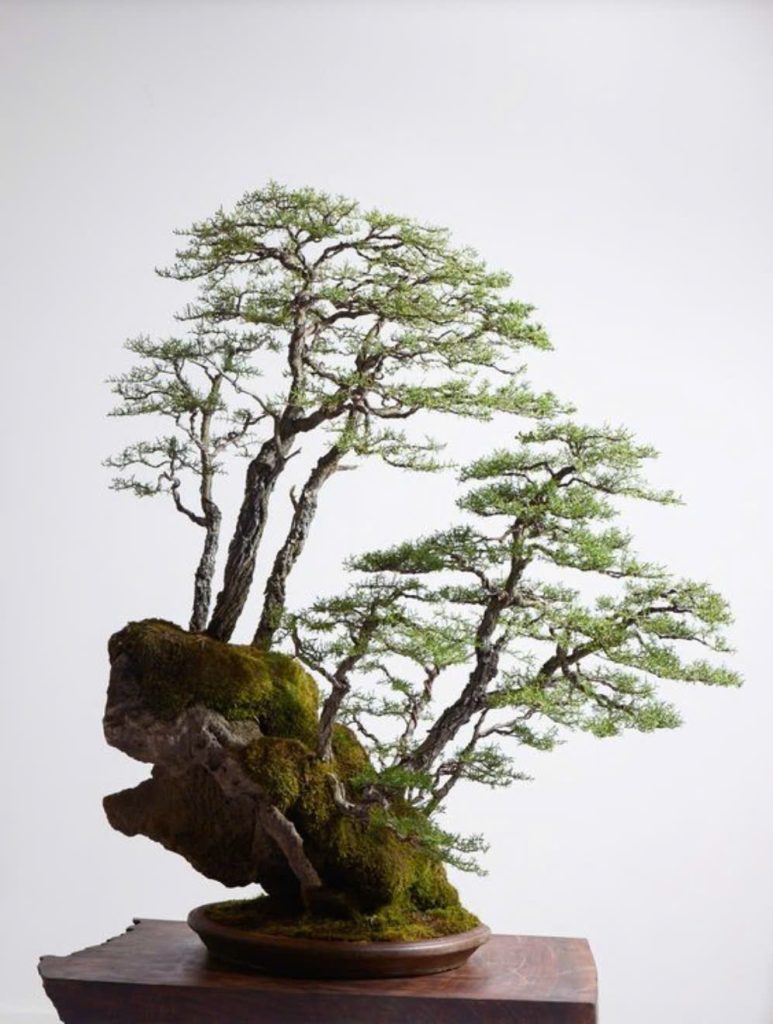 NHUNG-DIEU-CAN-BIET-KHI-CHOI-CAY-CANH-BONSAI