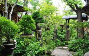 học-nguoi-Nhat-cach-trang-tri-vuon-cuc-dep-voi-cay-bonsai