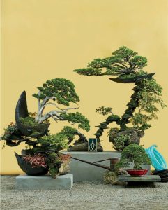 bonsai-chuyen-thang-tram-roi-lai-thang-tram-cua-mot-loai-hinh-nghe-thuat